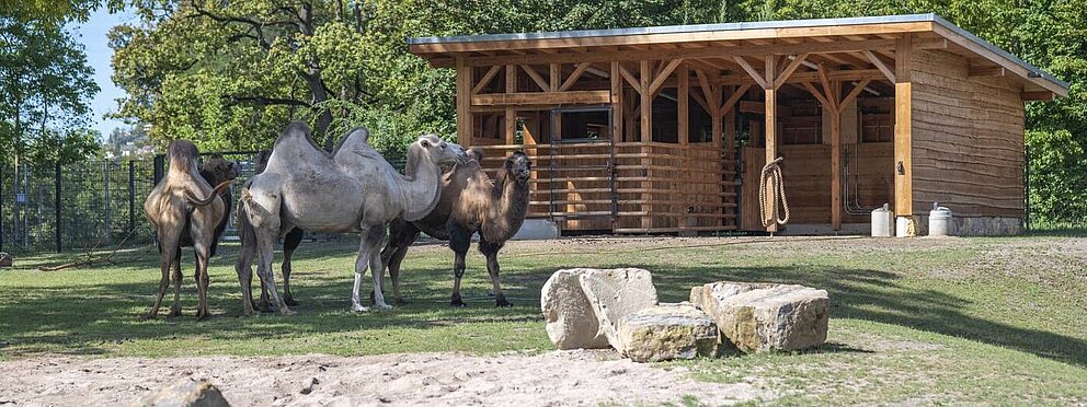 Trampeltiere auf der neuen Anlage für asiatische Huftiere