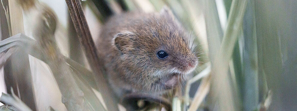 Eurasische Zwergmaus