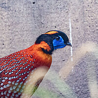 Tierart Temminck-Tragopan