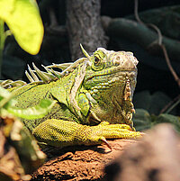 Tierart Grüner Leguan