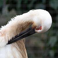 Tierart Schwarzschnabelstorch