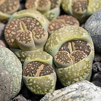 Pflanzenart Lebende Steine