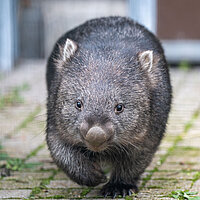 Tierart Tasmanischer Nacktnasenwombat