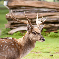 Tierart Mesopotamischer Damhirsch