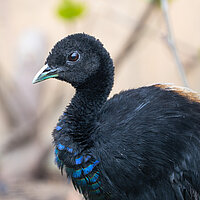 Tierart Graurücken-Trompetervogel